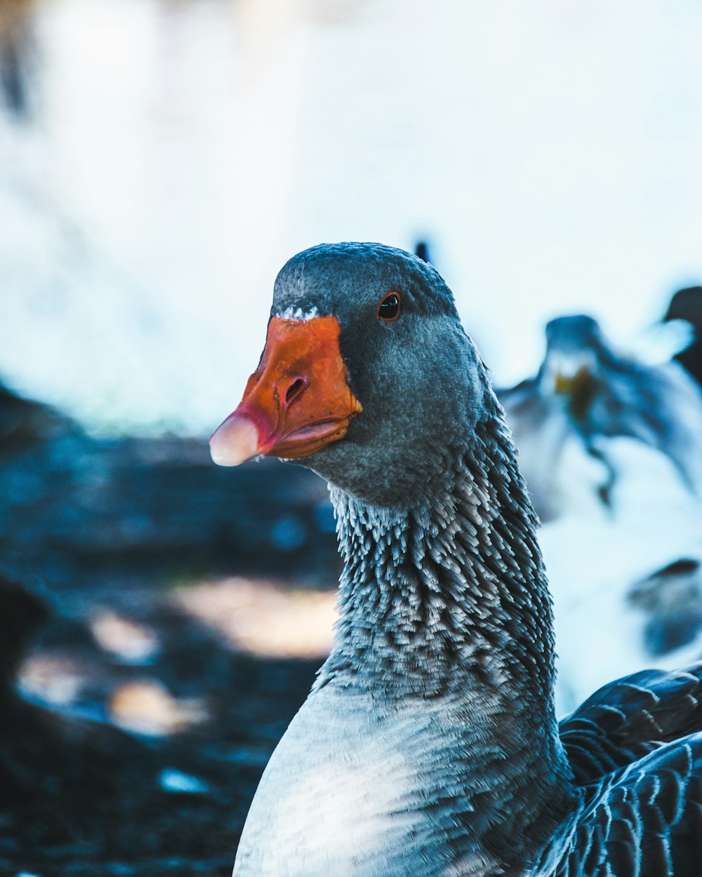 close-up photography of gray duck