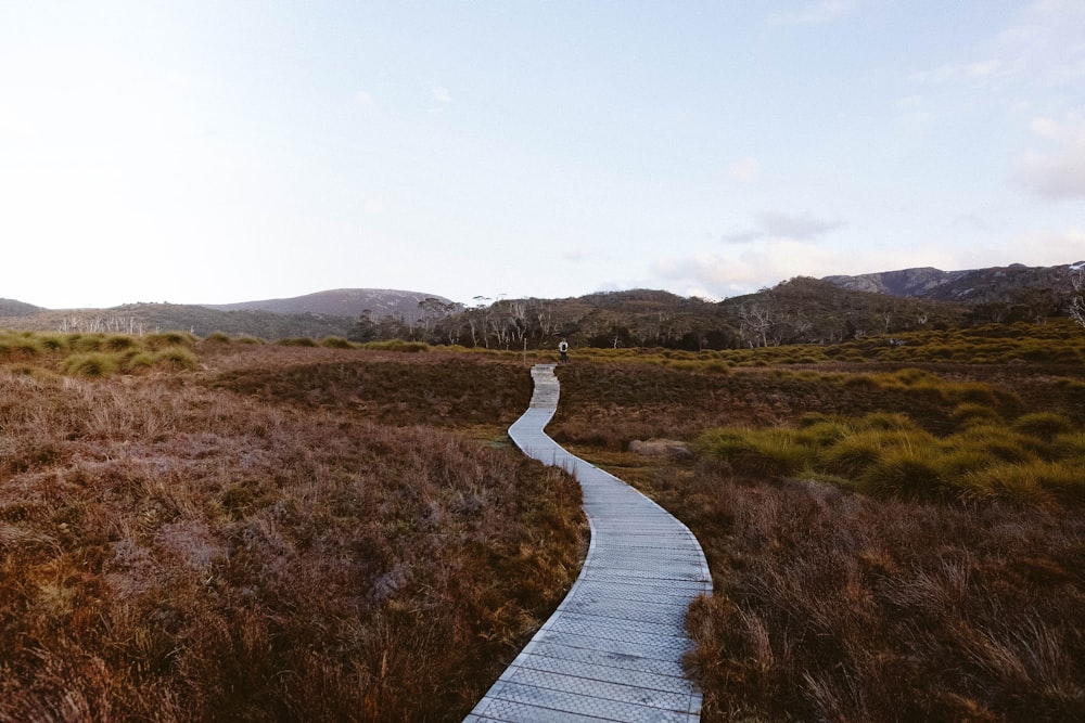 gray pathway beneath grass