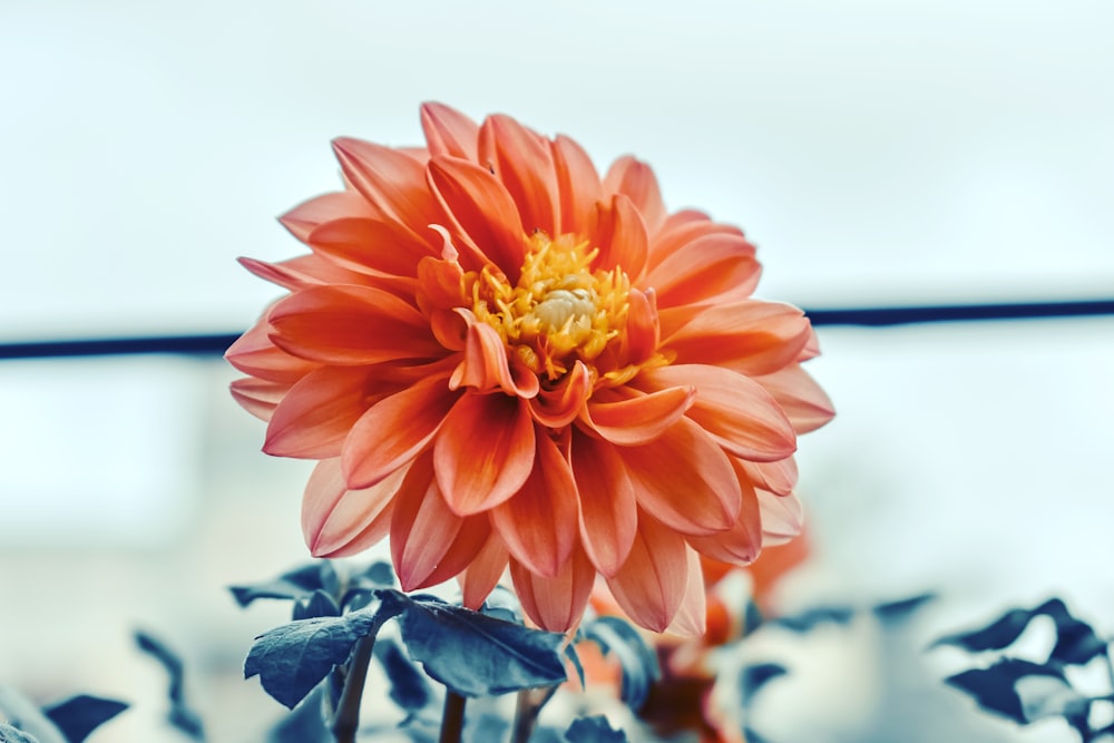 closeup photo of pink petaled flower