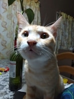 A curious cat with orange and white fur sits on a table, looking upward with wide eyes. The background shows a patterned curtain and various items, including a green wine bottle and colorful packaging.