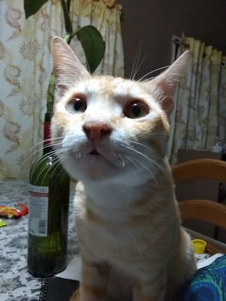 A curious cat pawing at a colorful pet numerology chart spread out on a table.