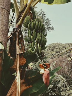 A cluster of unripe green bananas hanging from a banana plant surrounded by large green leaves. The plant is partially shaded, and the scene includes a tropical environment with other trees and vegetation in the background.