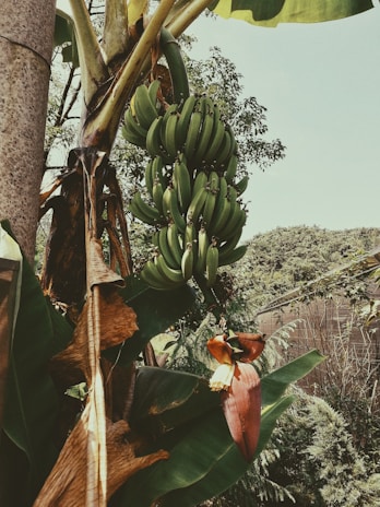 A cluster of unripe green bananas hanging from a banana plant surrounded by large green leaves. The plant is partially shaded, and the scene includes a tropical environment with other trees and vegetation in the background.