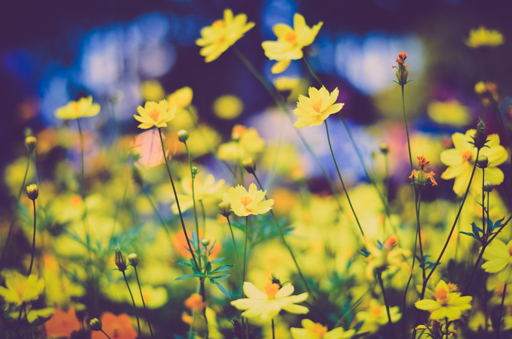 bed of yellow petaled flowers