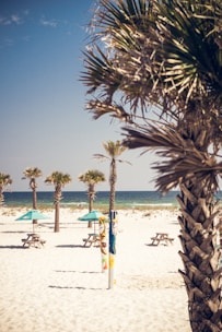 A sandy beach with several palm trees spread across the shoreline. Wooden picnic tables are arranged on the sand, each with a turquoise parasol providing shade. The sea is visible in the background with gentle waves under a clear blue sky, while colorful surfboards lean against one of the palm trees in the foreground.