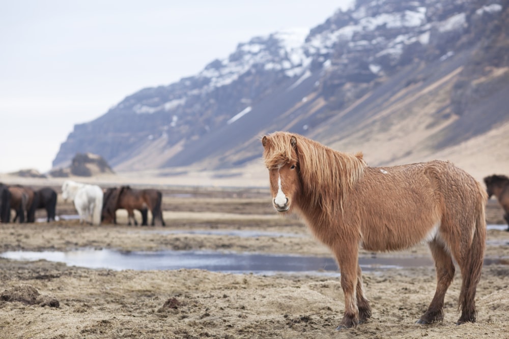 brown and white horse on sand