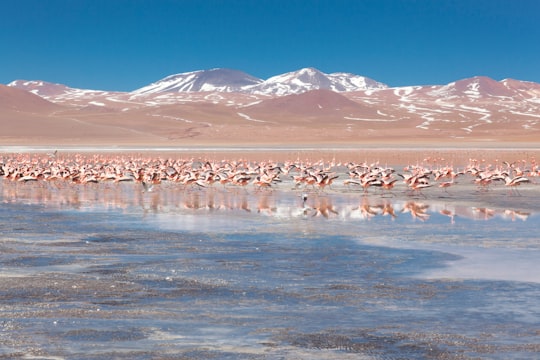 body of water in Laguna Colorada Bolivia