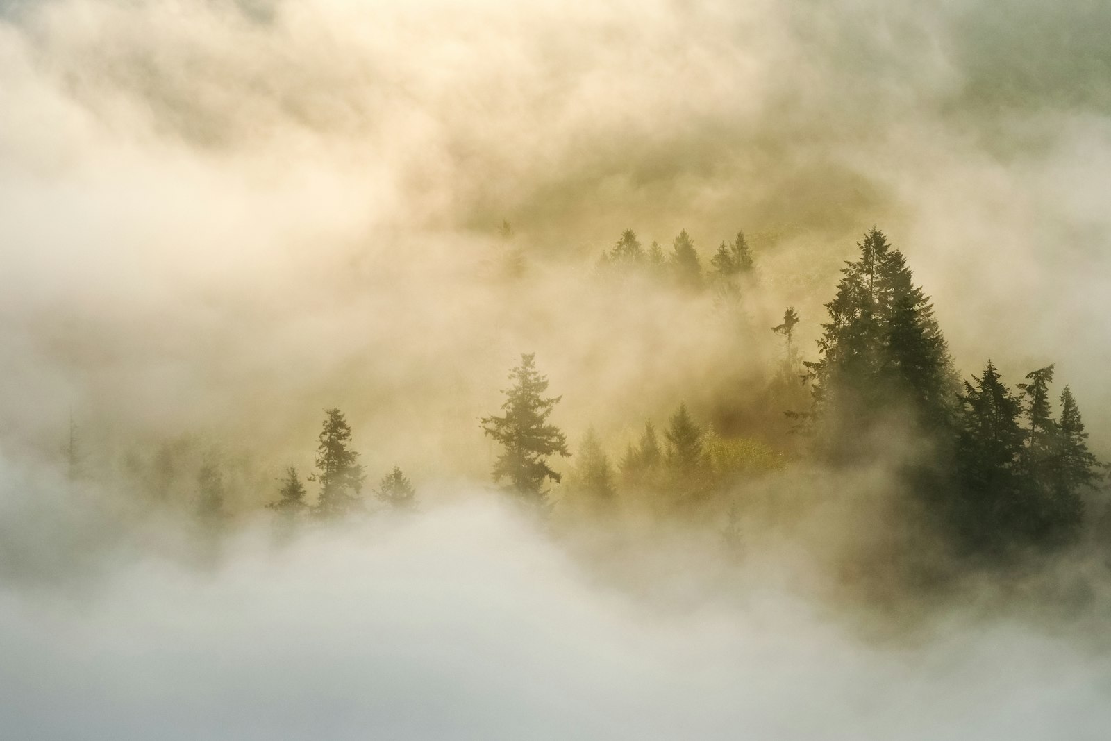 Olympus OM-D E-M5 II + Panasonic Lumix G X Vario 35-100mm F2.8 OIS sample photo. Pine trees on forest photography