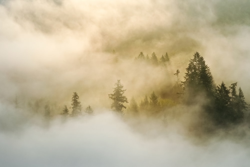 pine trees on forest