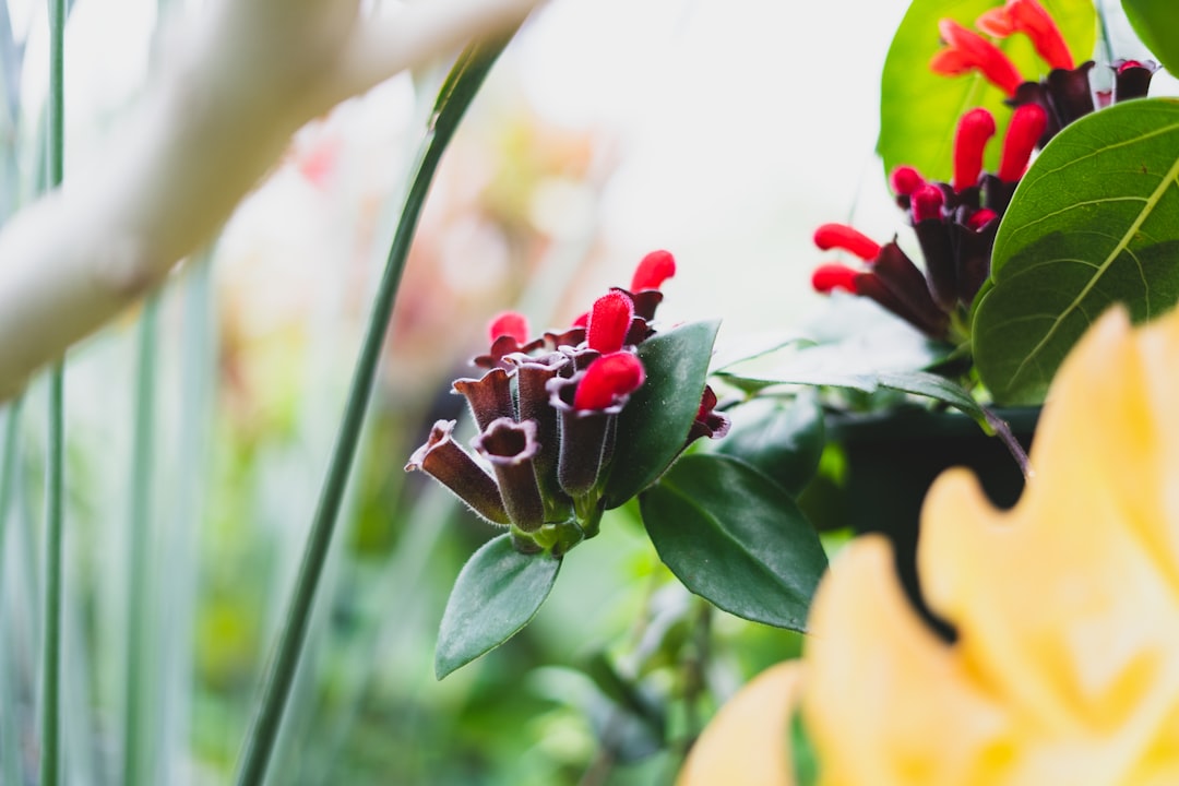 red and green flower buds in tilt shift lens