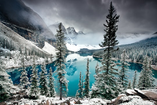 pine tree near body of water and mountain in Moraine Lake Canada