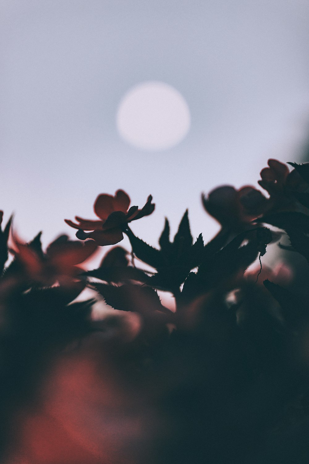 a close up of a flower with the sun in the background