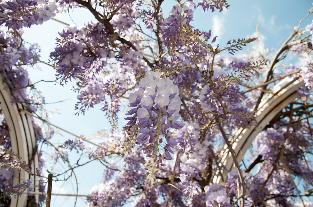 árbol de flores púrpuras y blancas bajo un cielo azul nublado