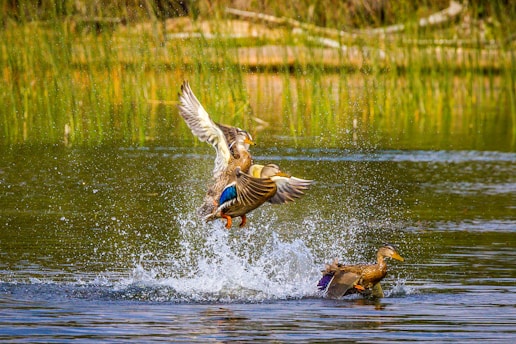 ducks in body of water