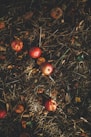 kerson fruit on grass