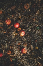 kerson fruit on grass