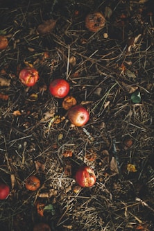kerson fruit on grass
