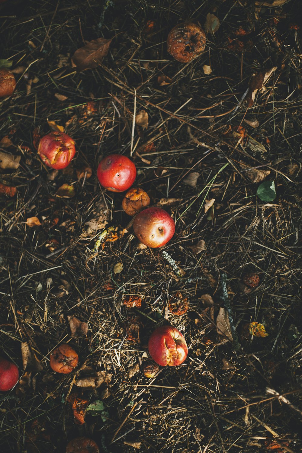 Fruit de Kerson sur l’herbe