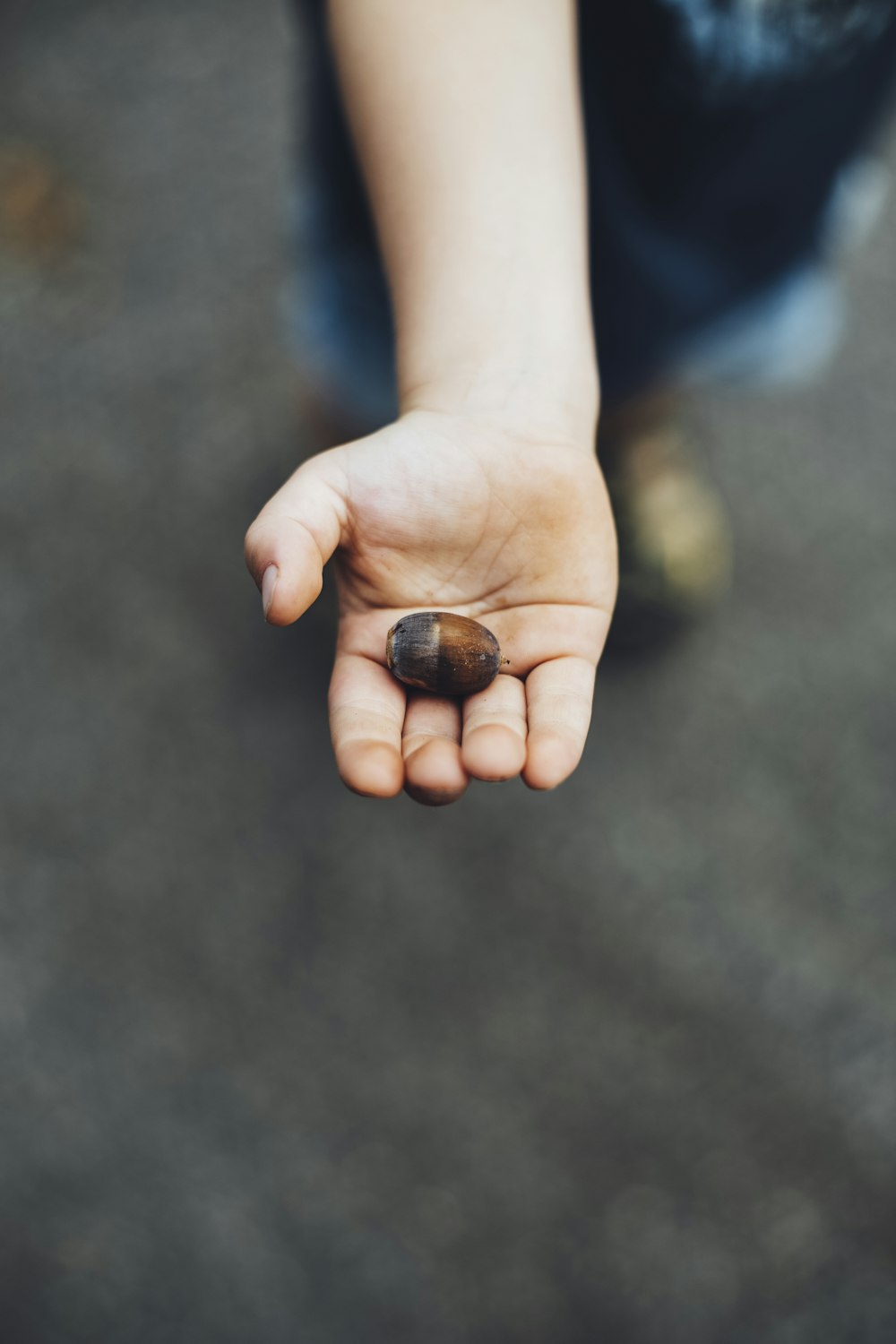 person holding brown acorn