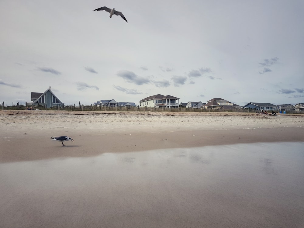 two gray bird near building under gray sky