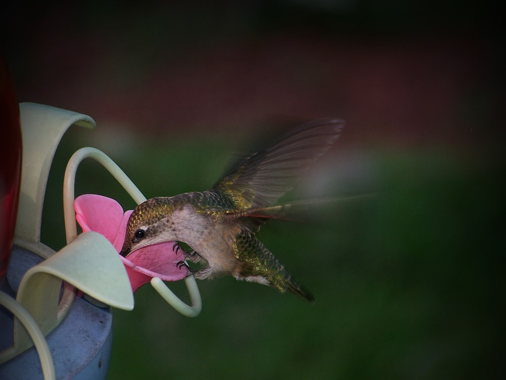 brown bird on pink petaled flower container