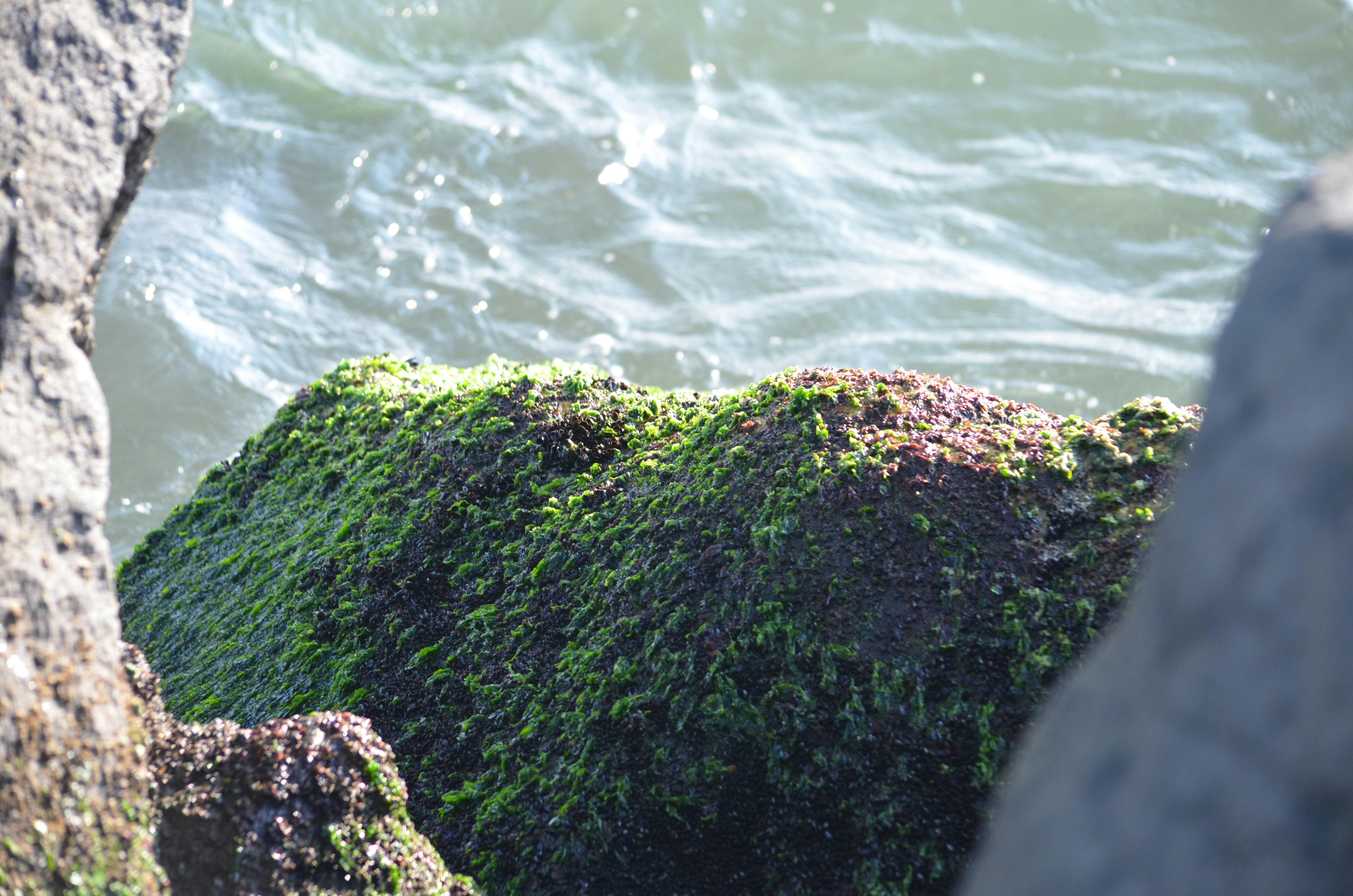 Wild Irish Sea Moss