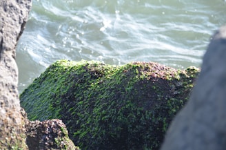 A close-up of sea rocks covered in vibrant green moss or algae with the ocean water gently flowing in the background. The sunlight reflects off the water, creating a serene and natural setting.