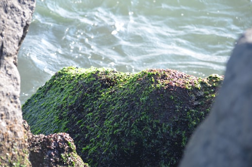 A close-up of sea rocks covered in vibrant green moss or algae with the ocean water gently flowing in the background. The sunlight reflects off the water, creating a serene and natural setting.