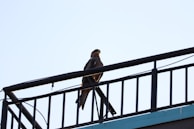 Close-up of bird spikes installed on a railing to prevent bird infestations and damage.