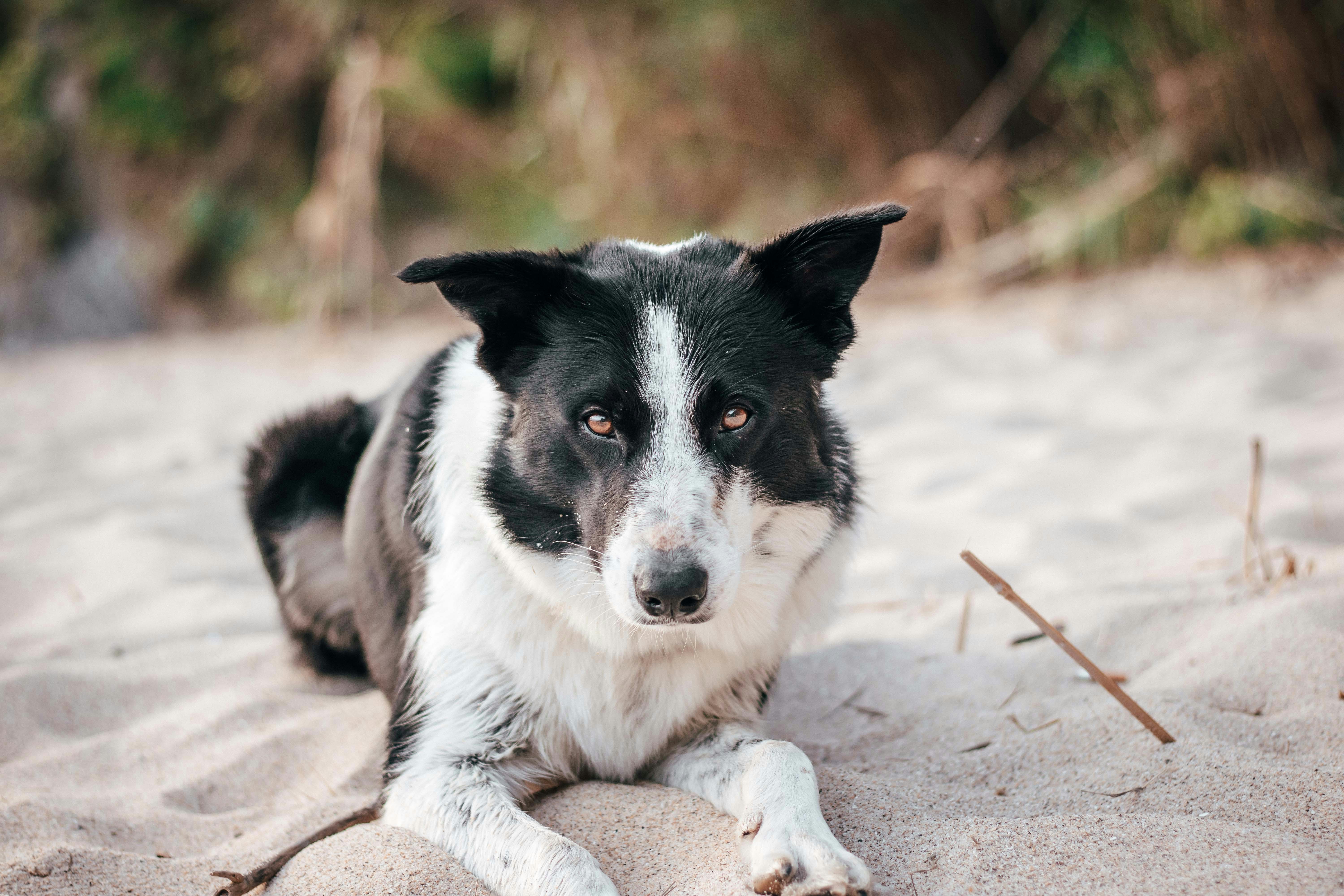 Adult Black And White Border Collie Lying On Sand Photo Free