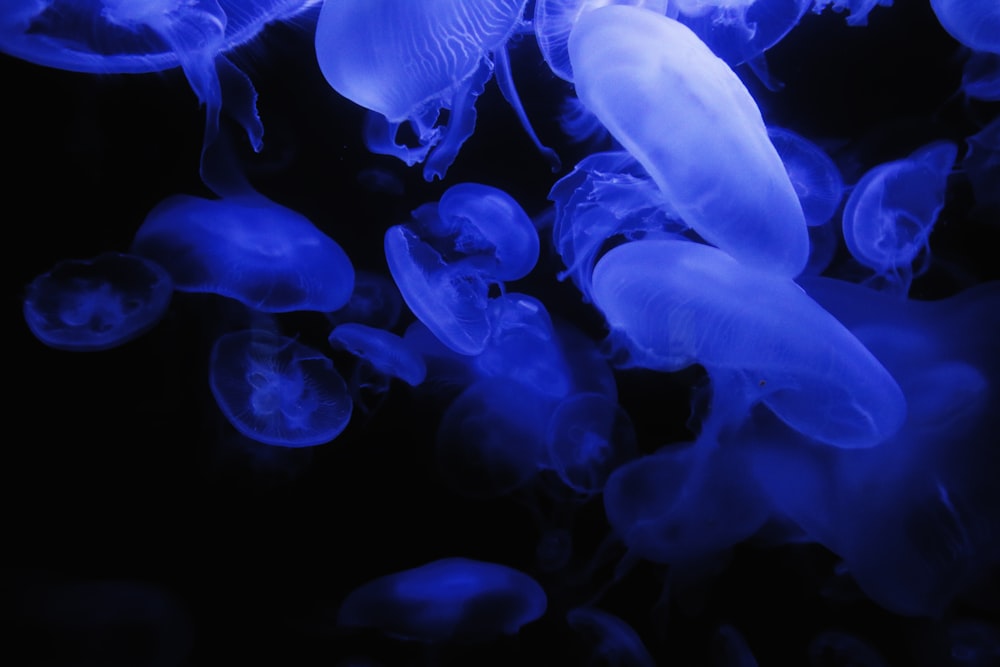 group of jellyfish