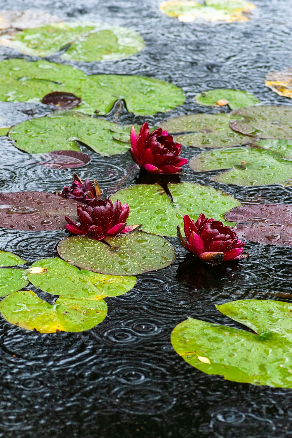 three purple flowers on body of water during rain