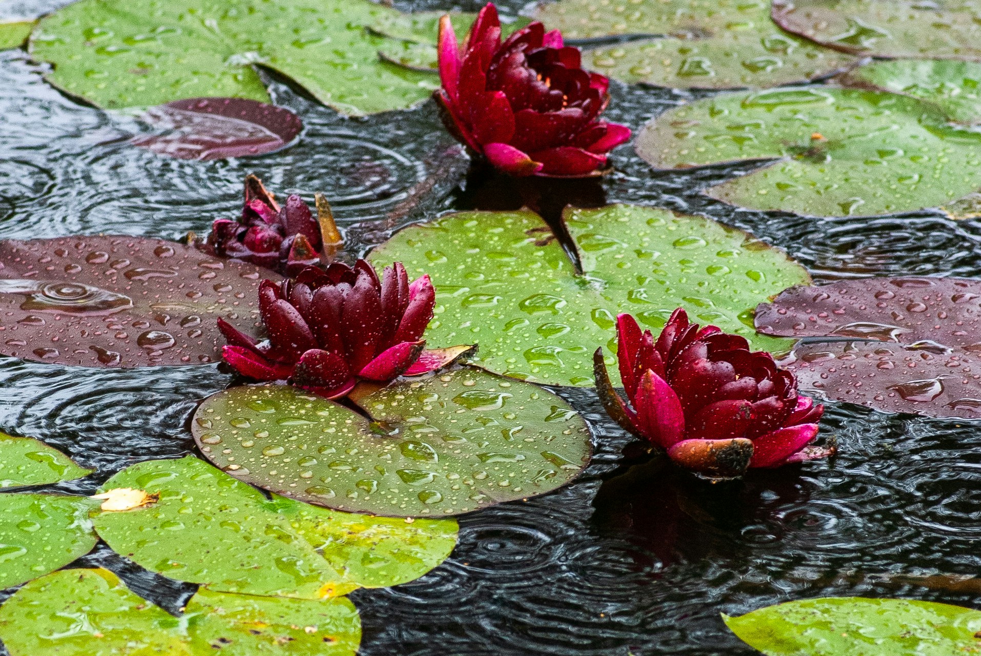 three purple flowers on body of water during rain