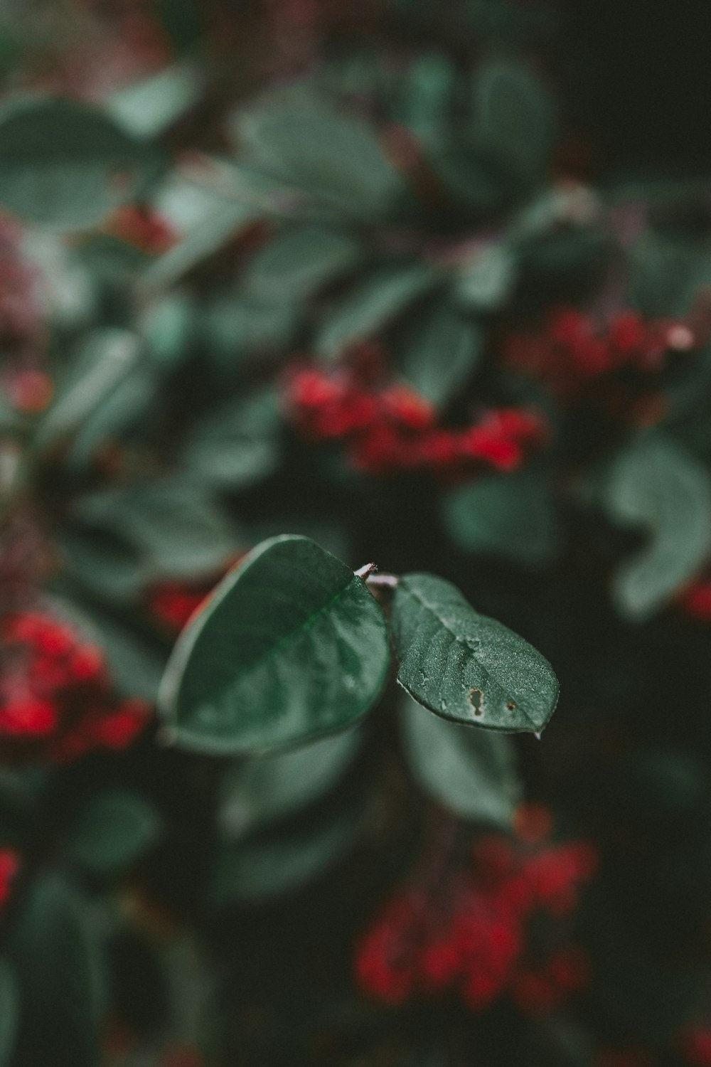 selective focus photography of green leafed plant