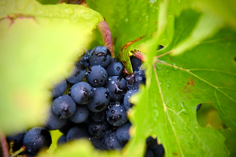 selective focus photography ofpurple grapes