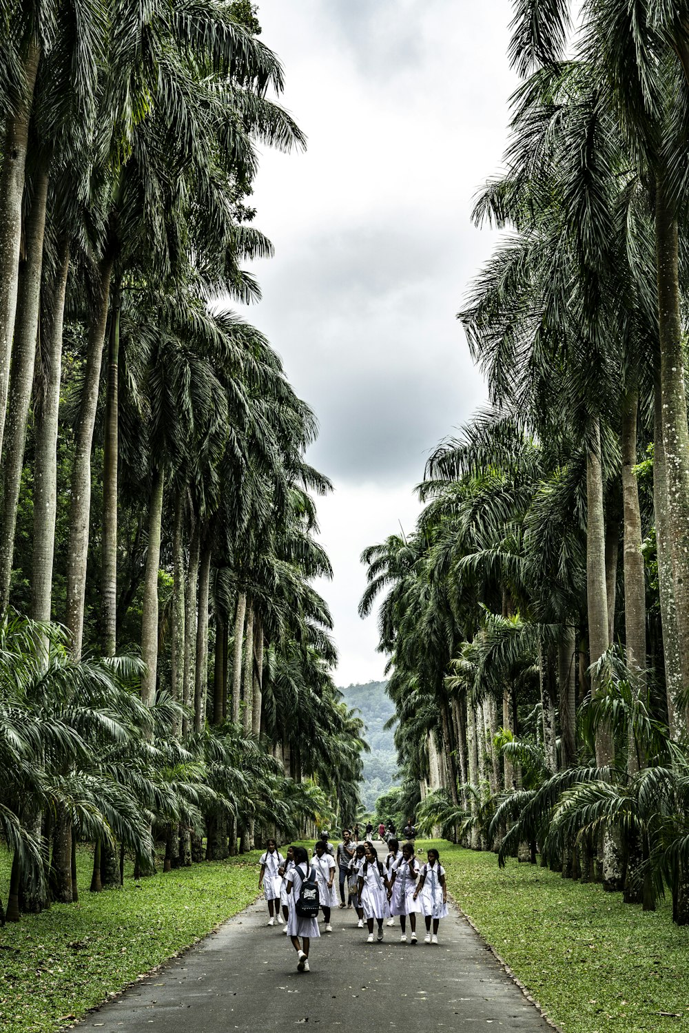 Foto Niñas con uniformes escolares caminando por el sendero entre los árboles