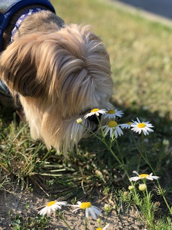 A small terrier sniffing flowers near a calm riverbank at sunrise.