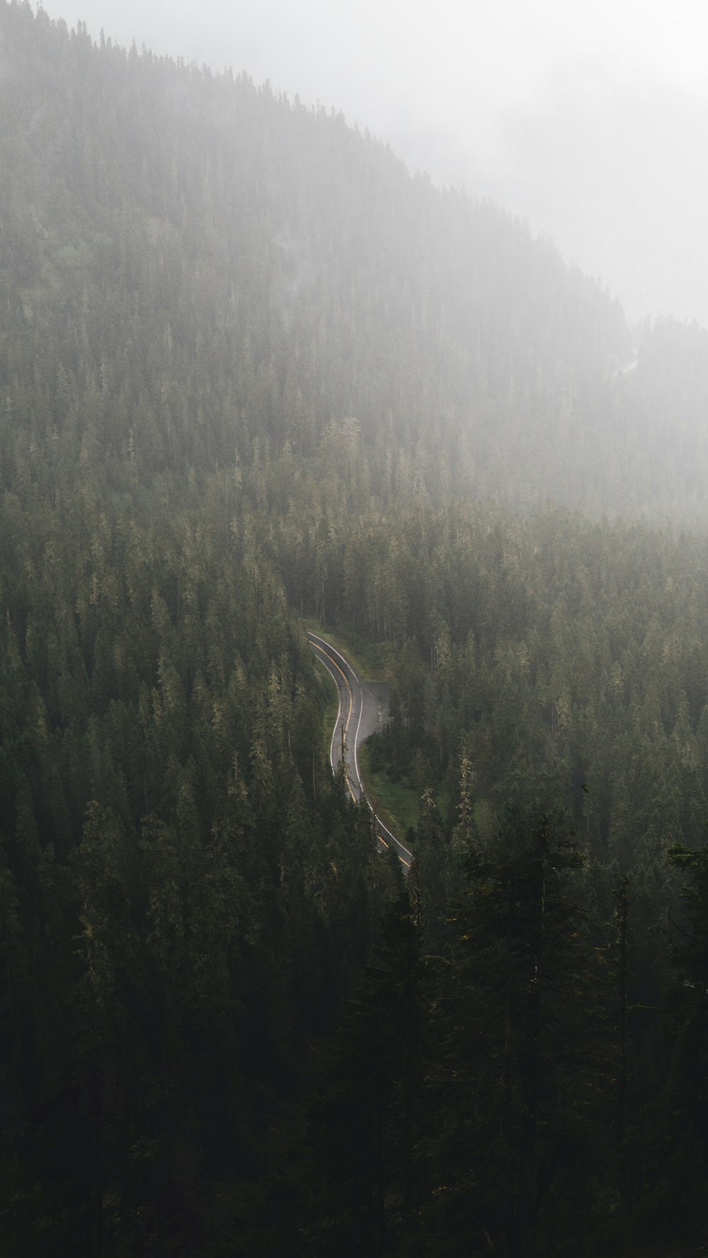 strada nella foresta