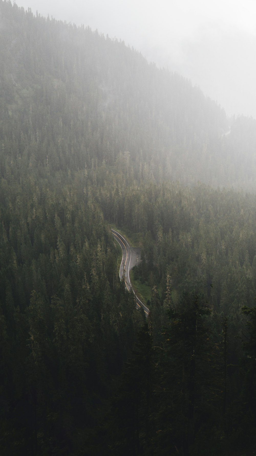 road in forest