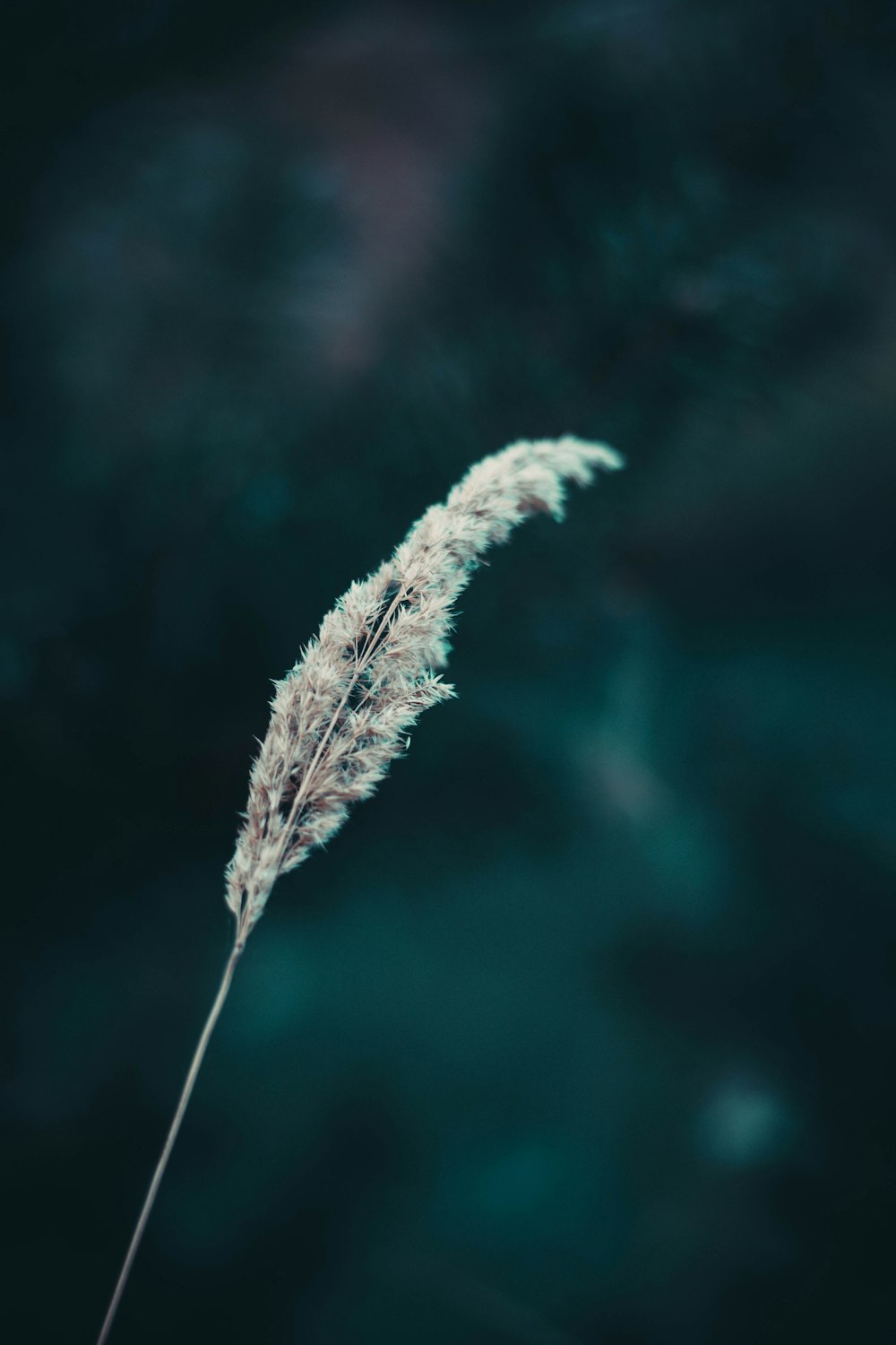 selective focus photography of grass