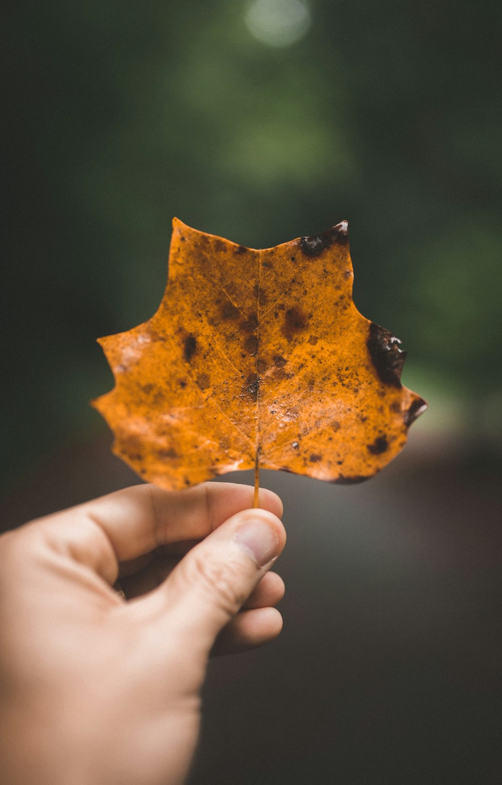 person holding maple leaf