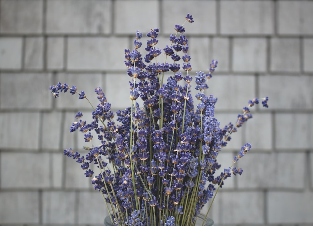 purple petaled flowers bouquet at daytime