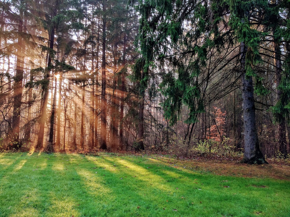 sun rays on trees