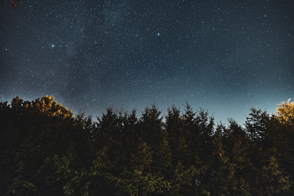 green leafed trees under night sky