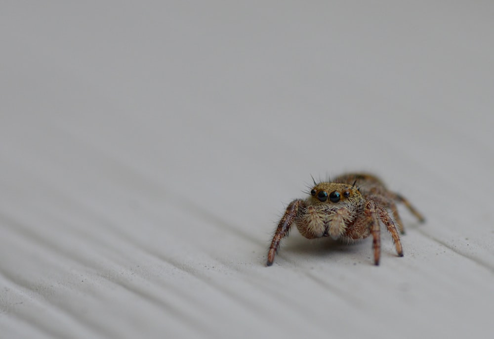 brown jumping spider on white surface