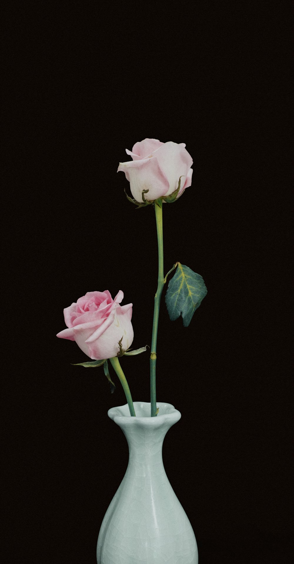 two pink rose flowers in vase