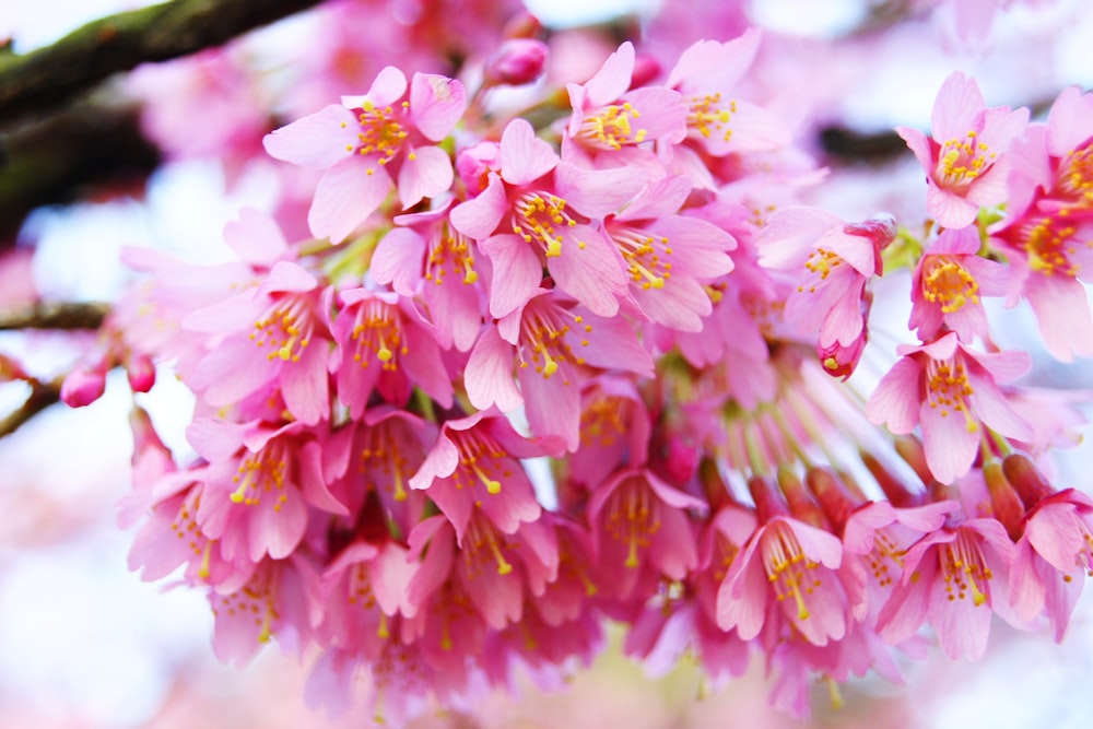 Fotografía macro de flores de cerezo rosa