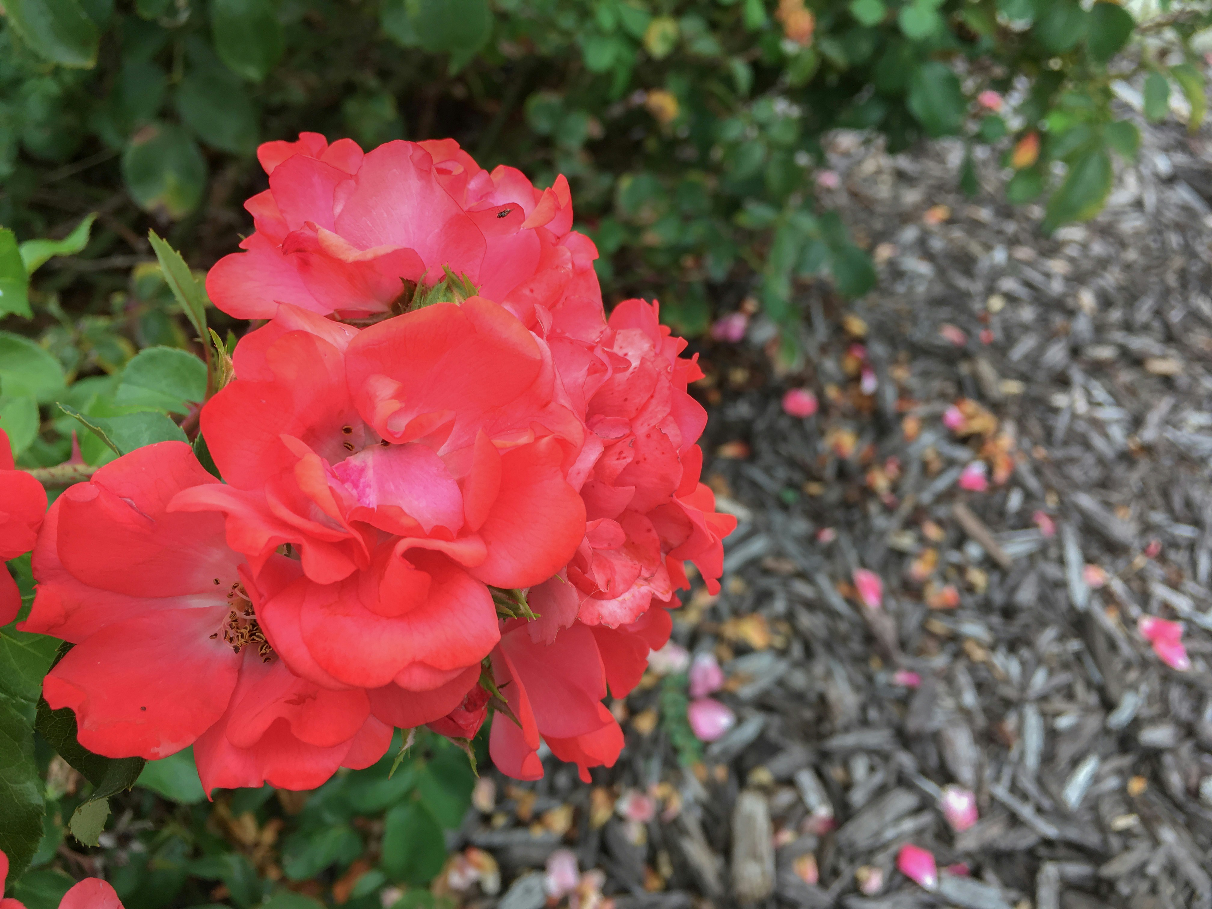 Red Mulch