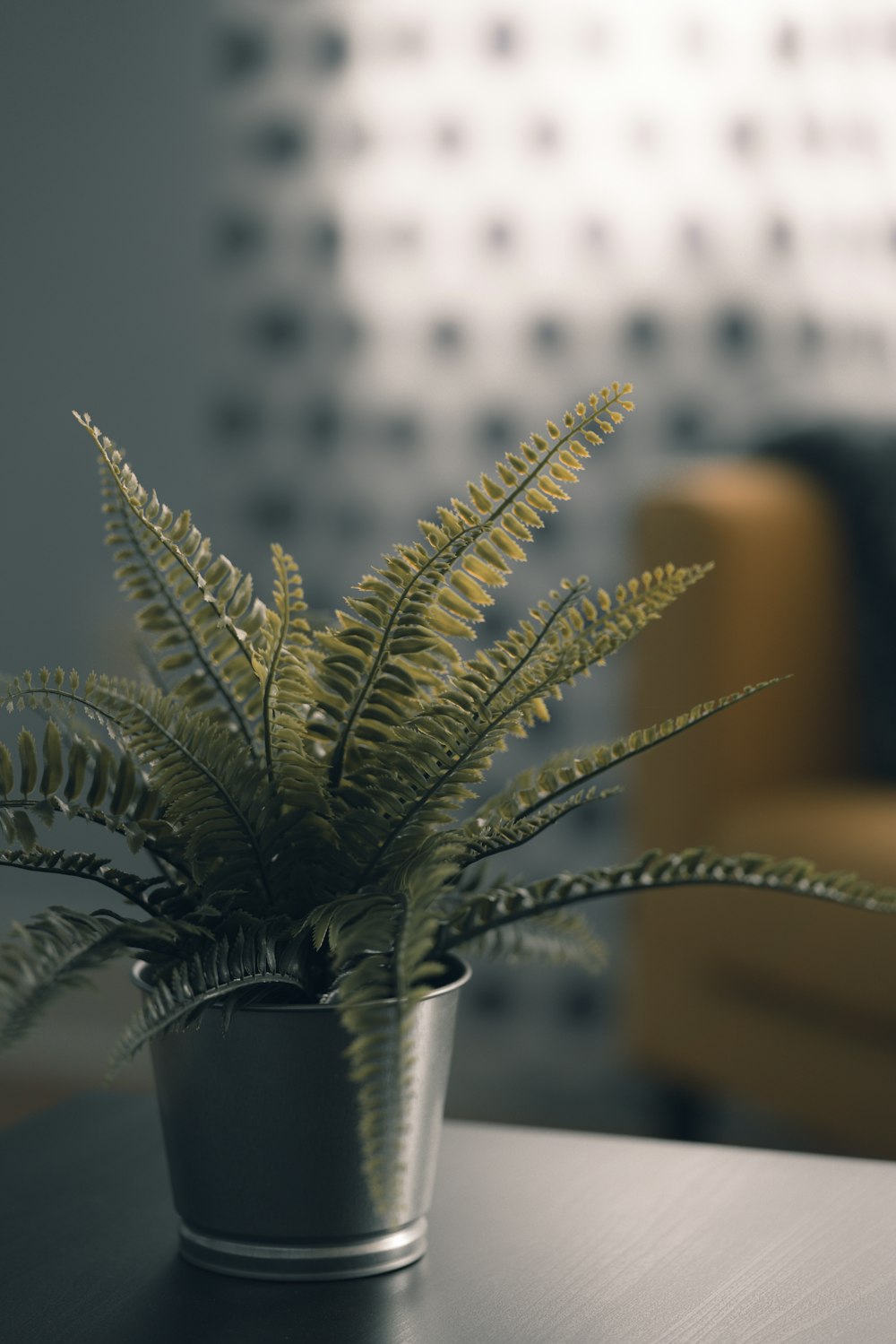 selective focus photograph of fern plant on silver pot
