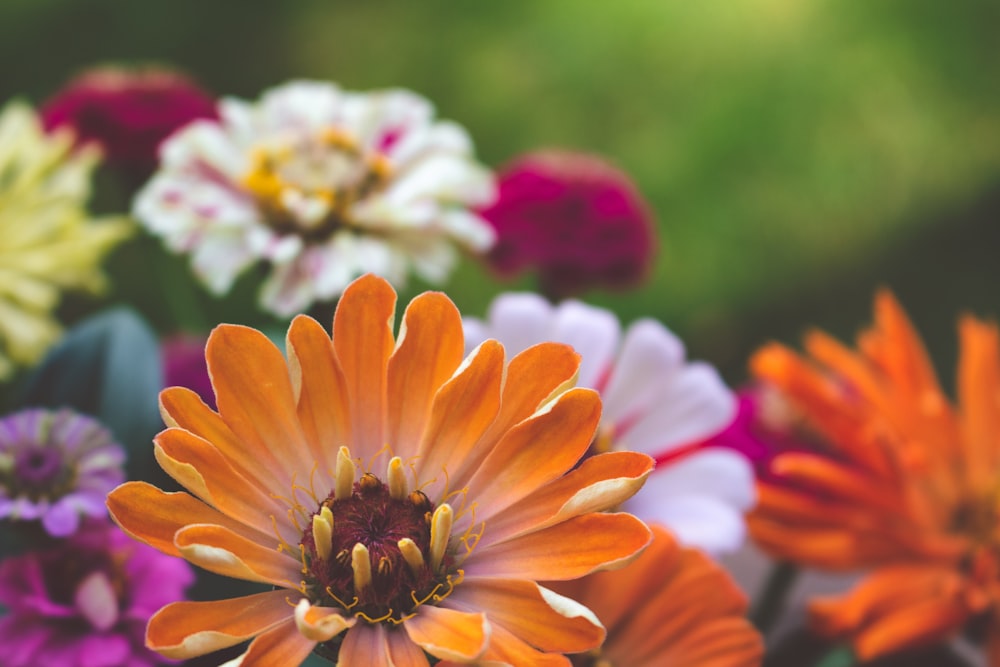 assorted-color daisy flowers